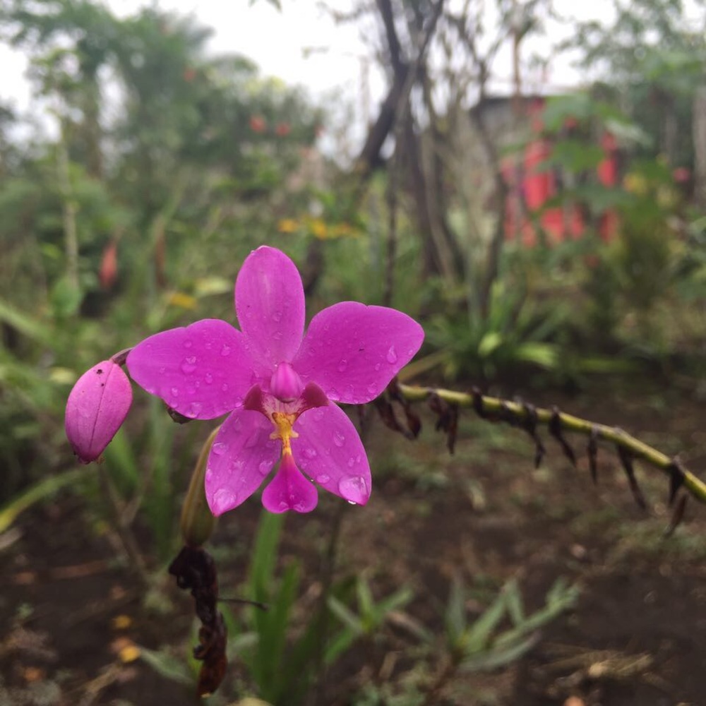 Meet your Posher, Rosi